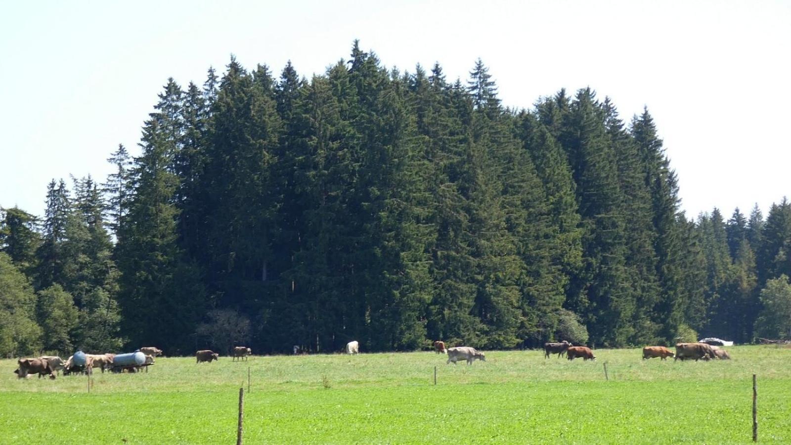 Ferienwohnung Nr 5, Lechbruck-Gruendl, Allgaeu Prem Bagian luar foto